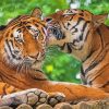 Tigers In Love Paint By Number