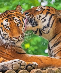 Tigers In Love Paint By Number