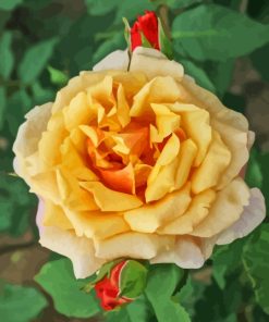 Yellow Fairy Tale Rose Paint By Number