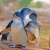 Australian Fairy Penguins Paint By Number