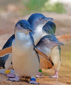 Australian Fairy Penguins Paint By Number