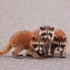 Baby Raccoons Paint By Numbers