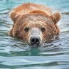 Bear Head In Water Paint By Number