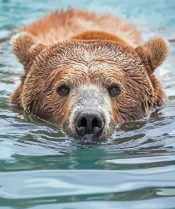 Bear Head In Water Paint By Number