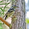 Bird On Tree Paint By Number