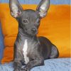 Black Chihuahua Paint By Number