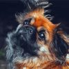 Black And Brown Pekingese Paint By Number