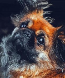 Black And Brown Pekingese Paint By Number