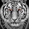 Black And White Tiger Paint By Number