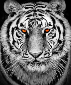 Black And White Tiger Paint By Number