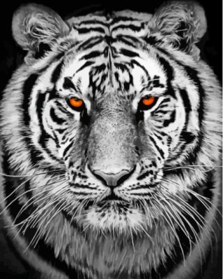 Black And White Tiger Paint By Number