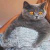 British Shorthair Paint By Numbers