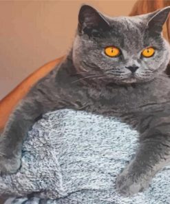 British Shorthair Paint By Numbers