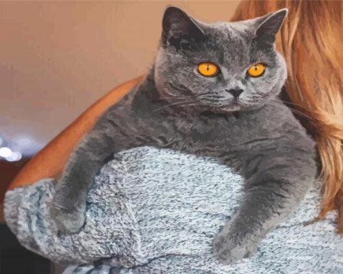 British Shorthair Paint By Numbers