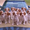 Brittany Puppies Paint By Numbers