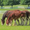 Brown Clydesdales Paint By Number