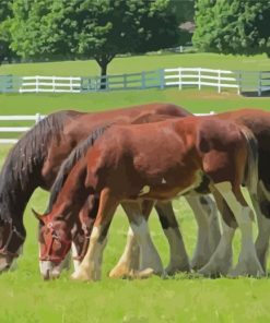 Brown Clydesdales Paint By Number