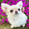 Chihuahua With Flowers Paint By Number