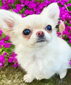 Chihuahua With Flowers Paint By Number