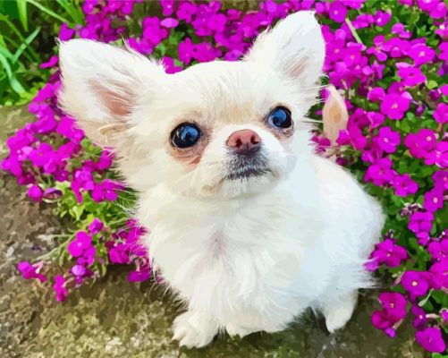 Chihuahua With Flowers Paint By Number