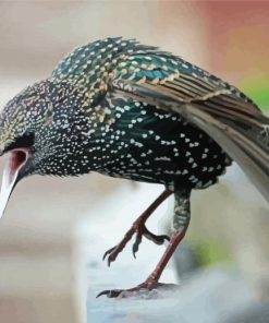 Close Up Starling Paint By Number