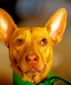 Cute Pharaoh Hound Paint By Numbers