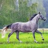 Dark Grey Horse Paint By Number