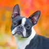 Female Boston Terrier Paint By Number