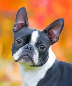 Female Boston Terrier Paint By Number