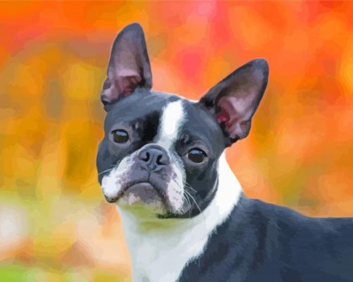 Female Boston Terrier Paint By Number