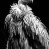 Himalayan Vulture Paint By Numbers