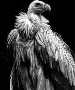 Himalayan Vulture Paint By Numbers