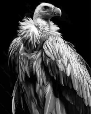 Himalayan Vulture Paint By Numbers