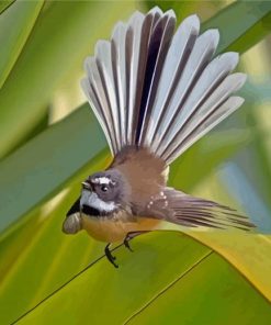 New Zealand Fantail Paint By Numbers