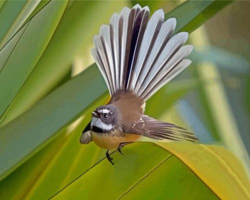 New Zealand Fantail Paint By Numbers