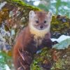 Pine Marten Paint By Number