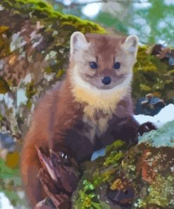 Pine Marten Paint By Number