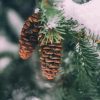 Pinecone In Snowy Tree Paint By Number