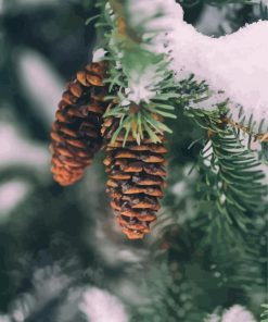 Pinecone In Snowy Tree Paint By Number