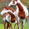 Pinto Horses Paint By Number