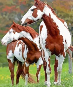 Pinto Horses Paint By Number