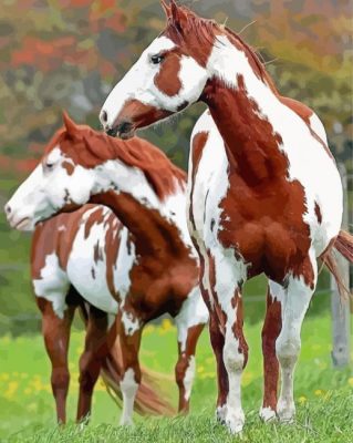 Pinto Horses Paint By Number