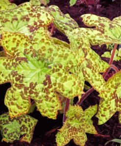 Podophyllum Spotty Dotty Paint By Number