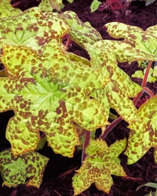 Podophyllum Spotty Dotty Paint By Number