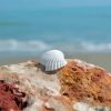 White Shell On Rock Paint By Number