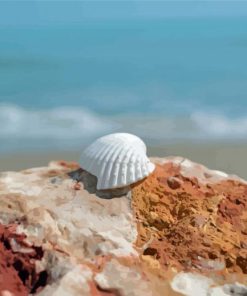 White Shell On Rock Paint By Number