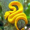 Yellow Snake Viper Paint By Number