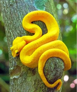 Yellow Snake Viper Paint By Number