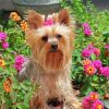 Yorkshire Terrier And Flowers Paint By Number