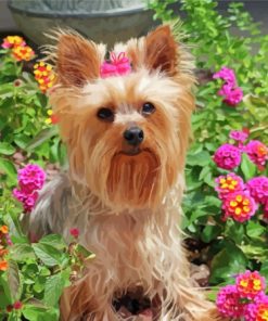 Yorkshire Terrier And Flowers Paint By Number